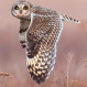 Fotos de la belleza de las aves, como pocas veces se ha visto
