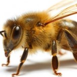 Insólito: Pararon un partido del ascenso argentino por invasión de abejas