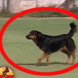 Video: Perro anota un espectacular gol de cabeza en Argentina
