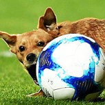 Perro fue “expulsado” por interrumpir un partido y derribar a un futbolista: Mira el video