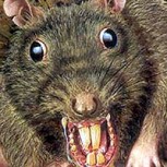 Insólito: Ratón gigante se roba la película durante un partido de la Copa de Brasil