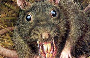 Insólito: Ratón gigante se roba la película durante un partido de la
