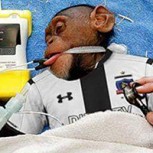 Colo Colo enfrenta burlescos memes tras dura caída ante Palmeiras en la Libertadores