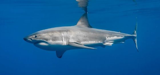 tiburon-blanco-1-800x375