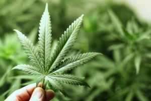 Fumar Marihuana