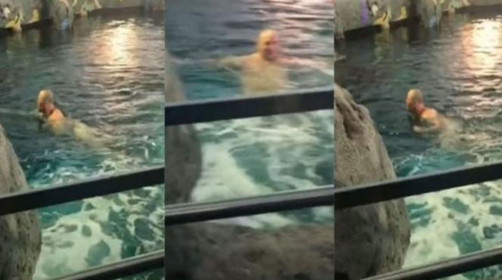 tiburones