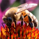 Porno-miel: Sitio para adultos lanza novedosa campaña contra la extinción de las abejas