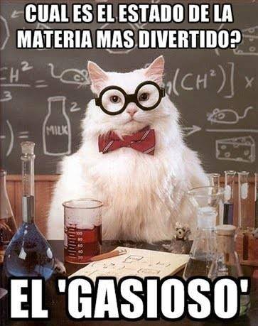 gato cientifico 16