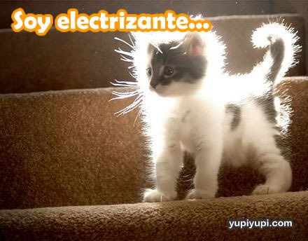 memes animales 9
