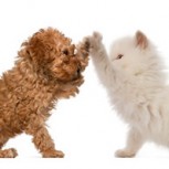 Como perros y gatos: los GIF más divertidos de las mascotas regalonas