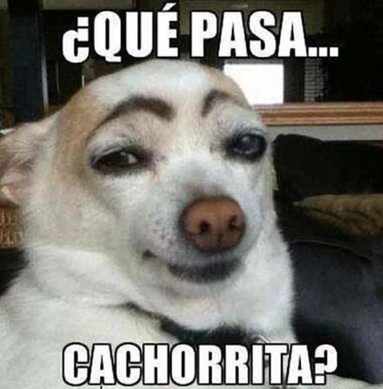 Featured image of post Memes Graciosos De Perros Y Gatos