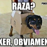 15 graciosos y tiernos memes de perros, el mejor amigo del hombre y del humor
