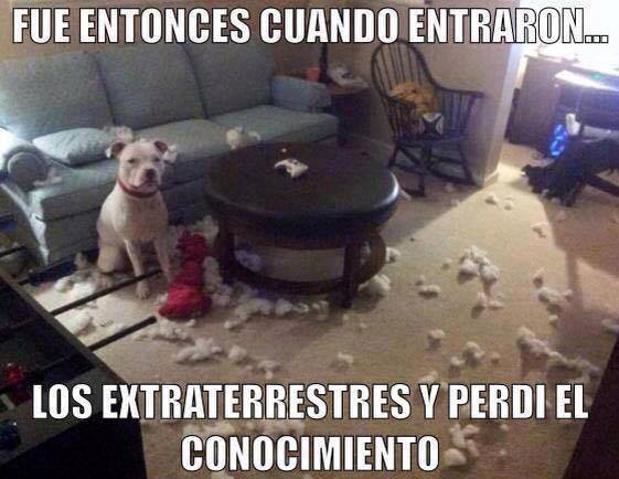 Los más divertidos memes de perros traviesos: ¿Se merecen castigo o un  abrazo? - Guioteca