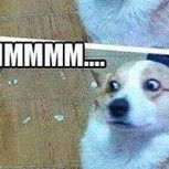 Los más divertidos memes de perros traviesos: ¿Se merecen castigo o un abrazo?