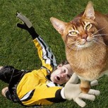 Fútbol y gatos: Genios del Photoshop reunieron lo mejor de ambos mundos en tierna producción