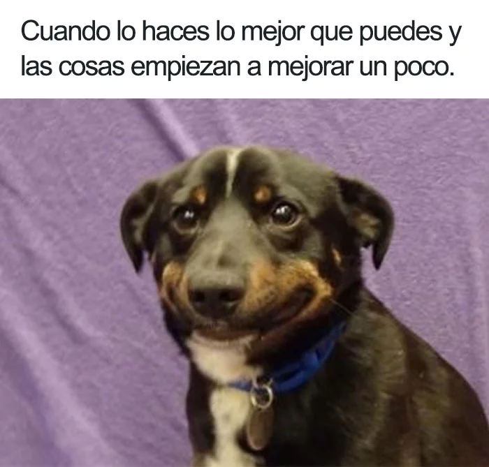 memes-perritos-bonitos-6