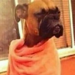 El mejor amigo del hombre y del humor: Divertidos memes protagonizados por perros