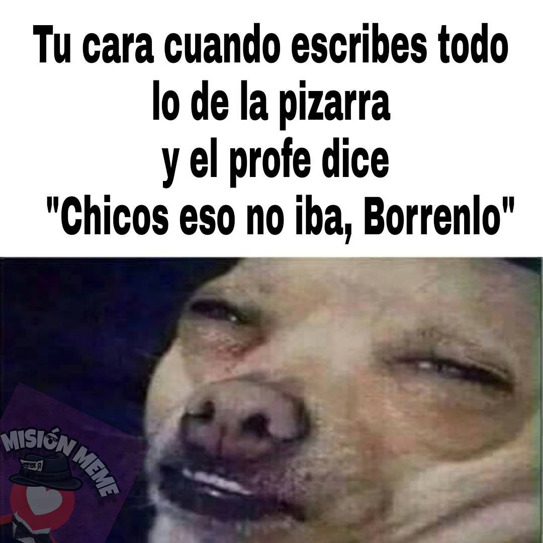 memes perros 9