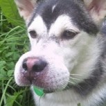 Perros versus abejas: Las dolorosas imágenes de los hocicos hinchados