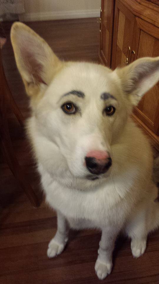 Perros con cejas: Las tiernas y alocadas fotos de esta