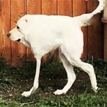 15 fotos inexplicables de perros que supuestamente “posaron” para las cámaras: ¿Cómo se entiende esto?