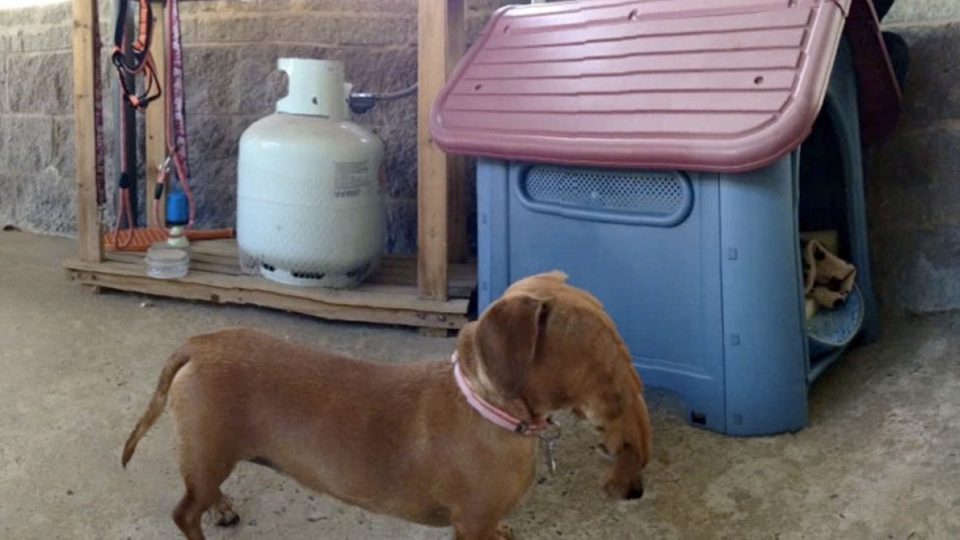 perros foto panoramica 11