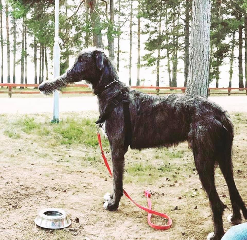 perros foto panoramica 5