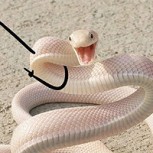 Graciosos chistes de serpientes para arrastrarse de la risa sin “envenenar” a nadie