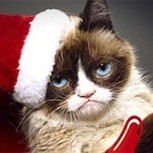 Gatos que “odian” a los árboles de Navidad: 10 divertidos memes de atentados felinos