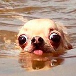 Más feliz que perro en la playa: Tiernos memes los muestran disfrutando de las vacaciones
