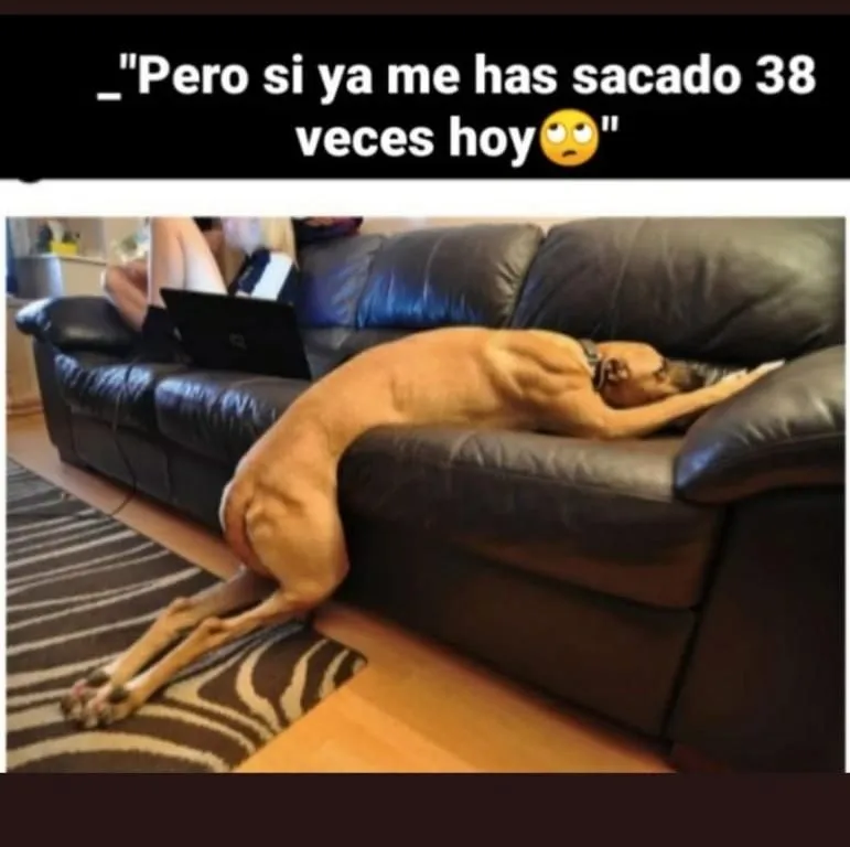 cuarentena 8