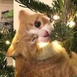 Gatos vs árboles de Navidad: Fotos de una verdadera “gatástrofe” navideña sin tregua