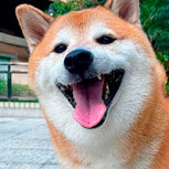 Murió “Cheems”: El famoso perro meme que conquistó las redes