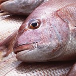 Perú regala pescados en Semana Santa: La época más cara de productos del mar