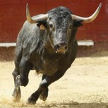 Justicia catalana anula prohibición a corridas de toros porque va contra la cultura