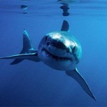 Tiburón intenta devorar a un buzo con feroz embestida: Impactante video