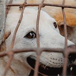 Revuelo en Perú tras sospechas de restaurant que vendía carne de perro a sus clientes