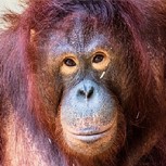 El aberrante caso de Pony, la orangután que fue esclava sexual por años en un prostíbulo indonesio