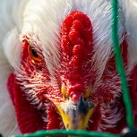 Científicos chinos avizoran que gripe aviar será la próxima pandemia que amenazará a la humanidad
