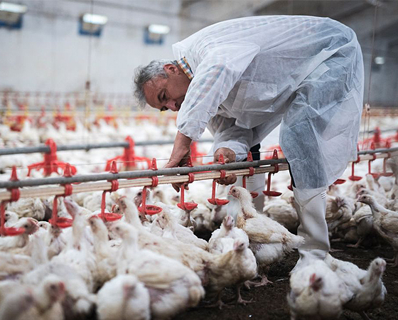 La gripe aviar tiene altas probabilidades de ser el nuevo enemigo de la humanidad a escala mundial. 