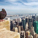 Cristales de rascacielos de Nueva York se transforman en trampas mortales para miles de aves migratorias cada año