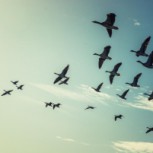 Estudio confirma que desaparición de los pájaros vuelve más silenciosa a la naturaleza
