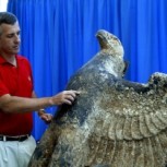 Uruguay deberá vender costosa águila nazi para pagarle a hermanos que la rescataron del fondo del mar