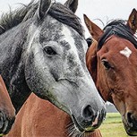 En España proponen volver a considerar a los caballos como medios de transporte sostenible