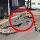 Videos: Así fue el terremoto que azotó el sur de Japón
