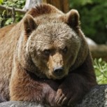 Hombre mató a oso que lo atacó y minutos antes había terminado con la vida de su esposa e hija