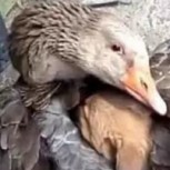Un pato usó sus alas para proteger a un cachorro del frío: Será una de las mejores imágenes que verás hoy