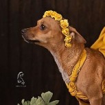 Una fotógrafa inmortalizó a su perrita embarazada con tierna sesión de imágenes
