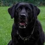 Perro se reencuentra con su dueño tras 9 años desaparecido y es realmente emocionante