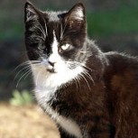 Científicos suizos crean vacuna para que los gatos no causen alergia
